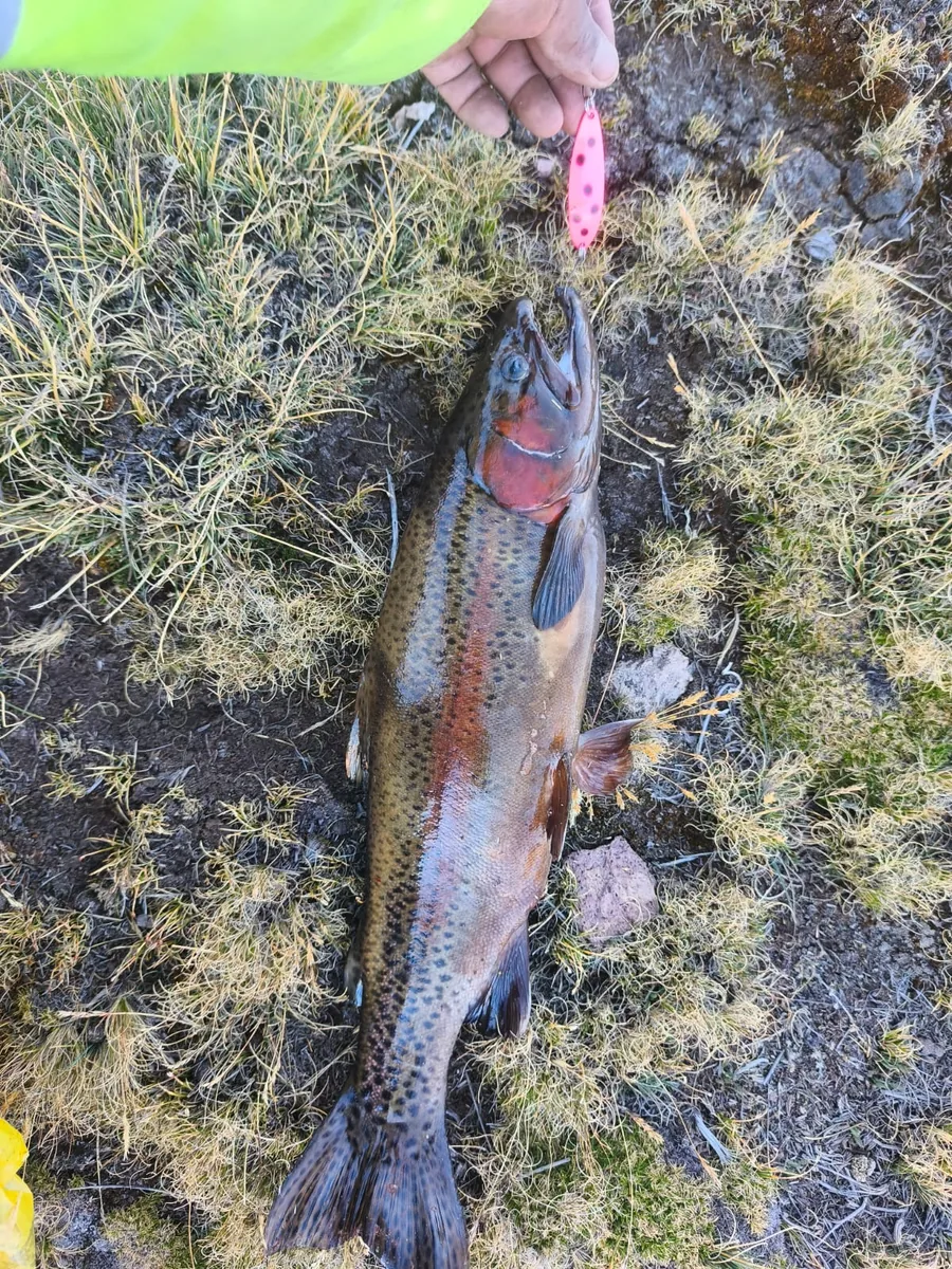 Captura de cliente Edyson en Huancavelica con cuchara Daiwa Chinook